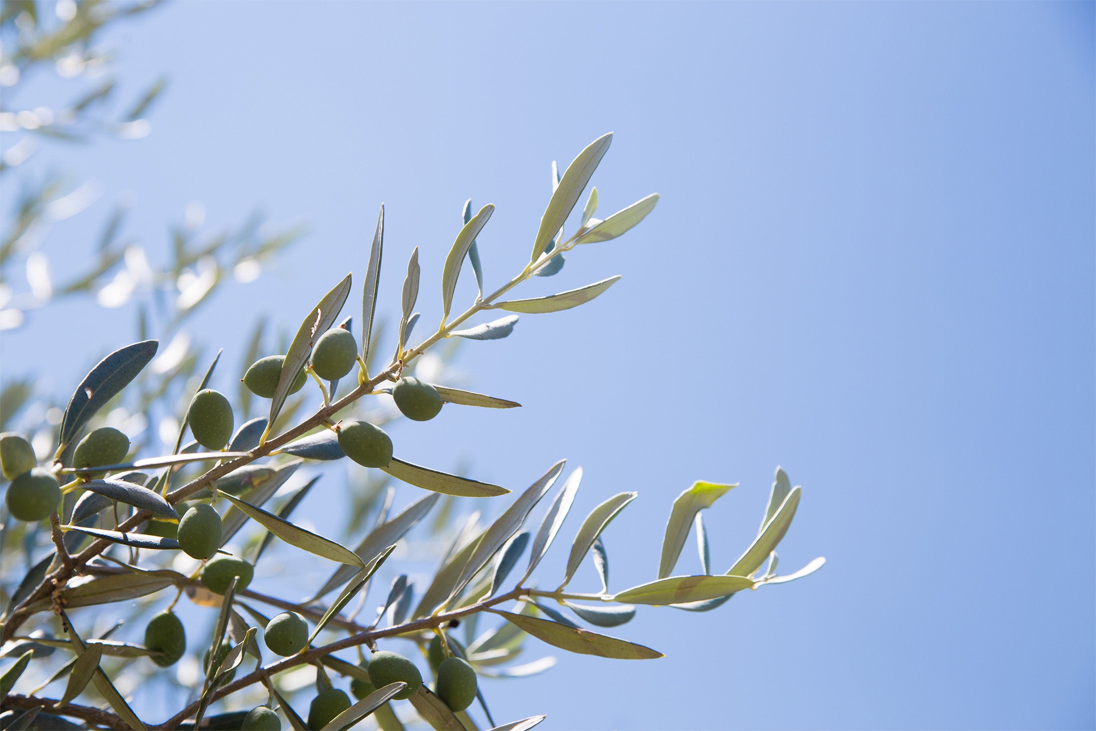 Oliven an Olivenbaum und Himmel